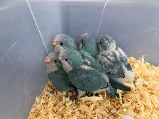 Baby Blue Quaker Parrot