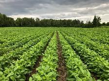 Looking to Rent Farmland for Certified Organic Crops - Photo 2