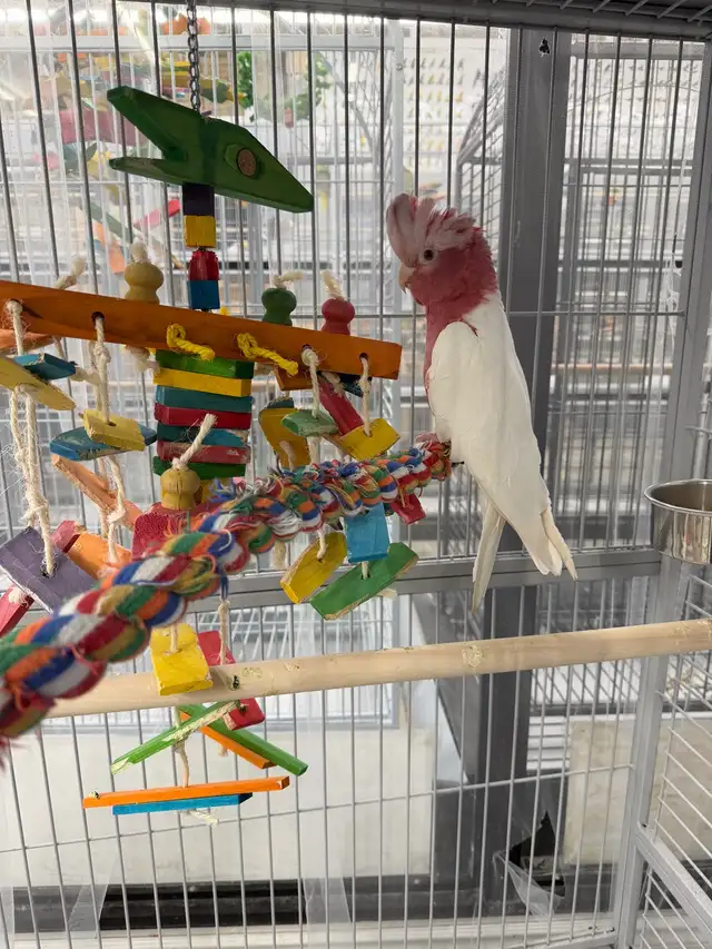 Lutino Galah Cockatoo (Rose-Breasted Cockatoo) – Female