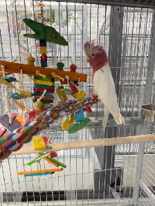 Lutino Galah Cockatoo (Rose-Breasted Cockatoo) – Female