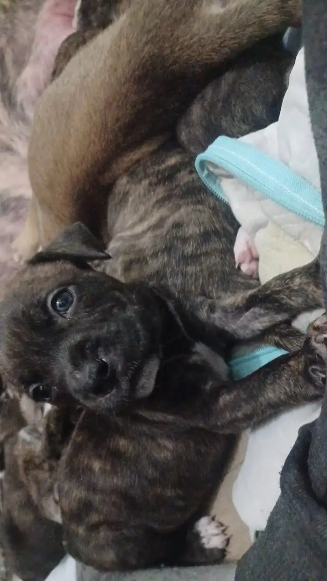 purebred pitbull puppies!