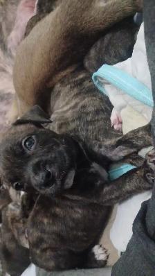 purebred pitbull puppies!