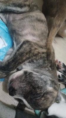 purebred pitbull puppies! - Photo 2