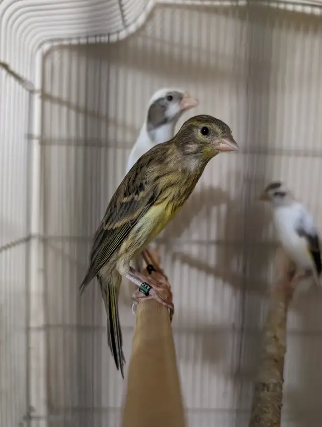 Scotch Fancy Canaries