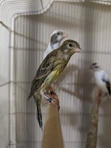 Scotch Fancy Canaries