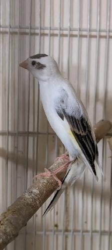 Scotch Fancy Canaries - Photo 2