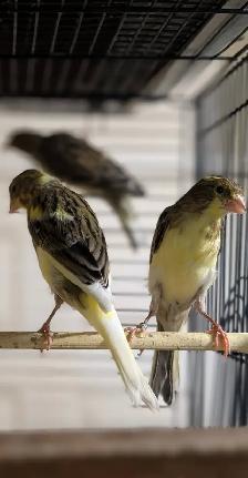 Scotch Fancy Canaries - Photo 3