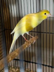 Scotch Fancy Canaries - Photo 4