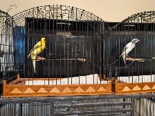 Scotch Fancy Canaries - Photo 5
