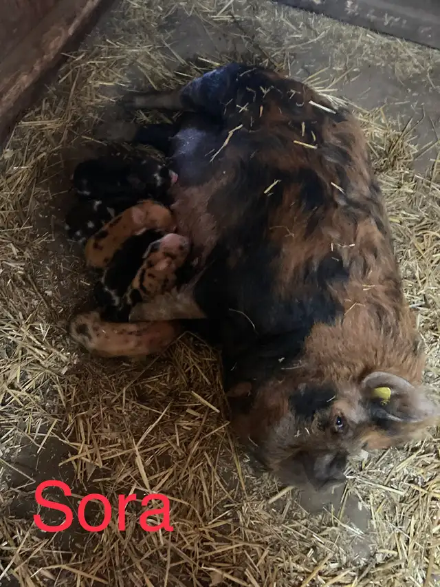 PUREBRED KUNEKUNE PIGLETS AND ADULTS