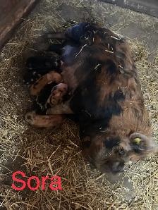 PUREBRED KUNEKUNE PIGLETS AND ADULTS