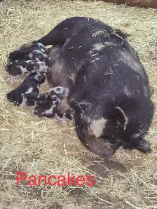 PUREBRED KUNEKUNE PIGLETS AND ADULTS - Photo 2