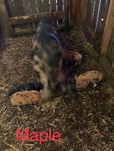 PUREBRED KUNEKUNE PIGLETS AND ADULTS - Photo 3