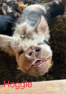 PUREBRED KUNEKUNE PIGLETS AND ADULTS - Photo 4
