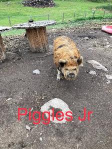 PUREBRED KUNEKUNE PIGLETS AND ADULTS - Photo 5