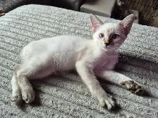 chaton HIGHLAND Lynx femelle