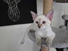 chaton HIGHLAND Lynx femelle - Photo 3