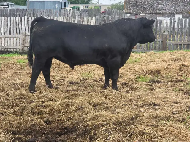 Angus bull