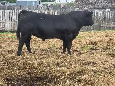 Angus bull