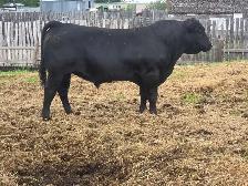 Angus bull - Photo 2