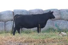 Angus bull - Photo 3