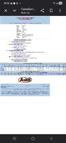 Angus bull - Photo 4