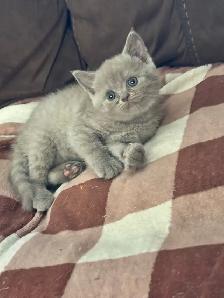 Scottish fold Siamese kittens 2 left