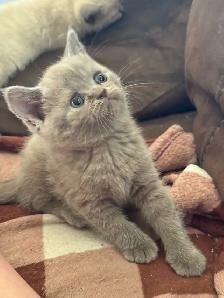 Scottish fold Siamese kittens 2 left - Photo 2