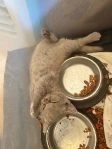 Scottish fold Siamese kittens 2 left - Photo 3