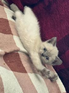Scottish fold Siamese kittens 2 left - Photo 5