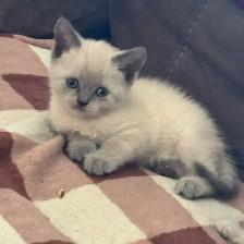 Scottish fold Siamese kittens 2 left - Photo 6