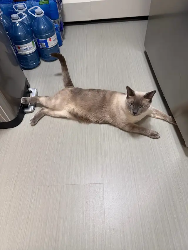 Siamese male cat for rehoming