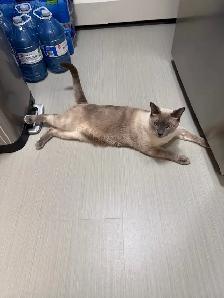 Siamese male cat for rehoming