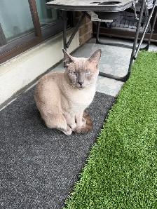 Siamese male cat for rehoming - Photo 2