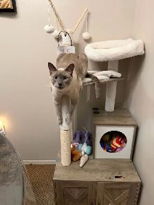 Siamese male cat for rehoming - Photo 3