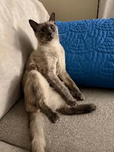 Siamese male cat for rehoming - Photo 4