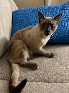 Siamese male cat for rehoming - Photo 5