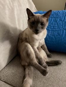 Siamese male cat for rehoming - Photo 6