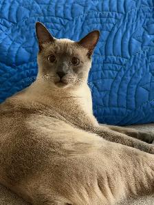 Siamese male cat for rehoming - Photo 7