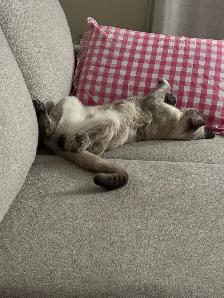 Siamese male cat for rehoming - Photo 8