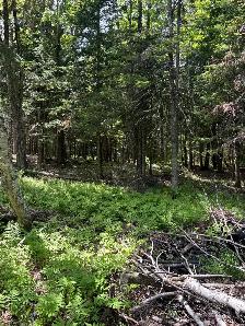 terrain à vendre rue alvin-c mitson magog