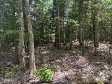 terrain à vendre rue alvin-c mitson magog - Photo 3