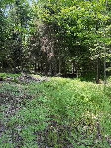terrain à vendre rue alvin-c mitson magog - Photo 4