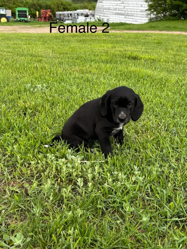 pups for sale