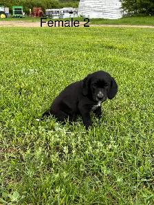 pups for sale