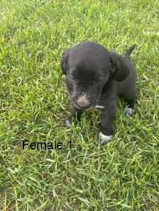 pups for sale - Photo 2