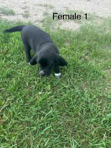 pups for sale - Photo 3