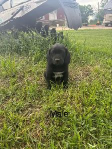 pups for sale - Photo 4