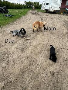 pups for sale - Photo 5