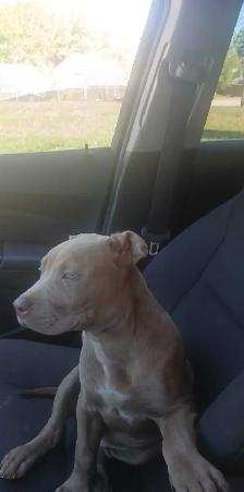 puppies for rehome
